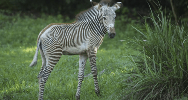 A playful Grevy's Zebra foal with brown and white stripes explores lush grass near tall plants at the safari adventure area.