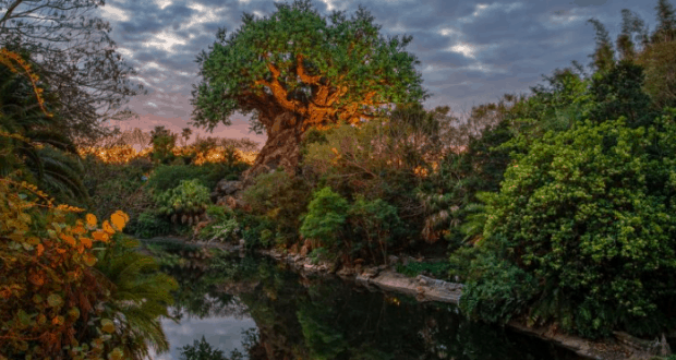 animal-kingdom-tree