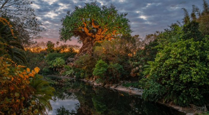 animal-kingdom-tree