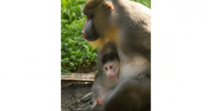 A baby mandrill cuddles in its mother’s arms surrounded by vibrant jungle, echoing the magic of Disney’s Animal Kingdom.