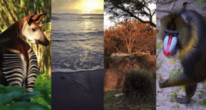 Four images: an okapi in lush jungle, a dazzling ocean sunset, majestic lions on Pride Rock, and a mandrill near tropical foliage—capturing Disney’s Animal Kingdom magic.