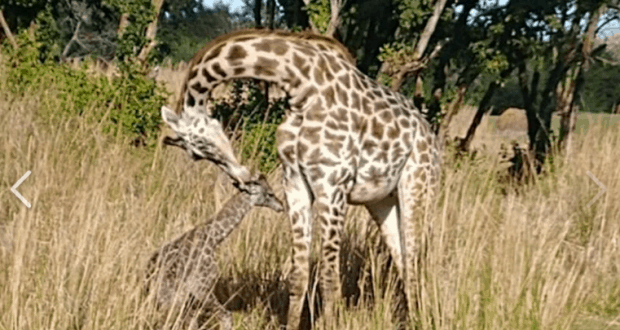 A tender moment at Animal Kingdom as a giraffe bends to nuzzle its calf amid tall grass and trees, delighting park guests.