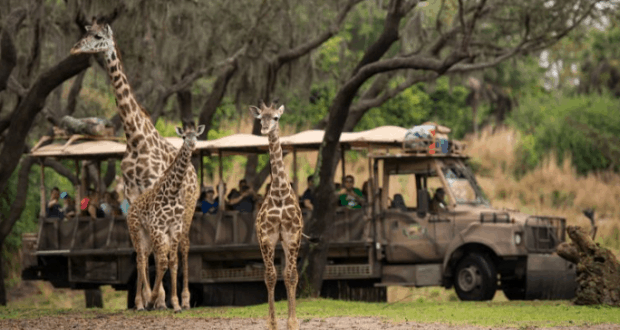 disney-safari