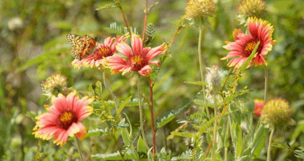 A vibrant orange butterfly lands on a cheerful blossom amid lively wildflowers, bringing a pollinator parade to the park’s gardens.