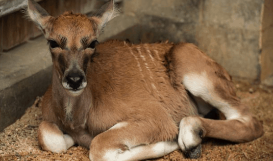 A baby eland with tan fur and tiny horns relaxes on sandy ground in an Animal Kingdom habitat at Walt Disney World.