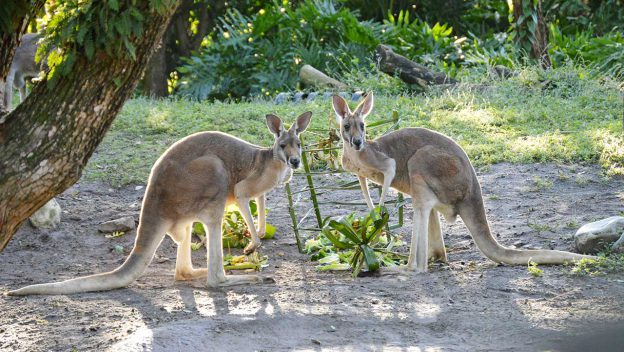 Kangaroos pose on lush grass at Disney’s Animal Kingdom, framed by greenery—an iconic holiday photo-op for park guests.
