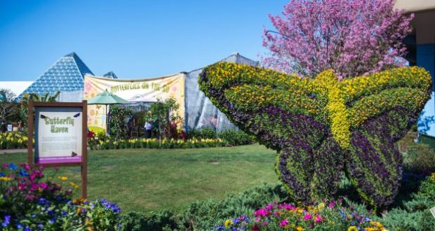 Butterfly topiaries and vivid blooms greet you at Butterfly Haven under pink trees and banners during Epcot’s Flower & Garden Festival.
