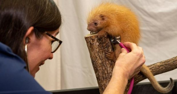 An Animal Kingdom cast member checks a tiny orange baby porcupine with a stethoscope on a tree branch, pure Disney magic.