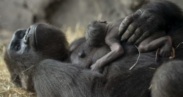 At Disney’s Animal Kingdom, a gorilla relaxes with her precious newborn cradled close—adorable magic for animal lovers!.