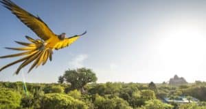 A vibrant yellow parrot soars above lush trees under a bright sun, just like in Duck Duck Macaw at Disney’s Animal Kingdom.