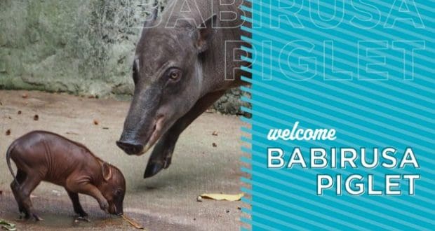 A babirusa piglet explores beside an adult at Disney’s Animal Kingdom with the sign: "Welcome Babirusa Piglet.
