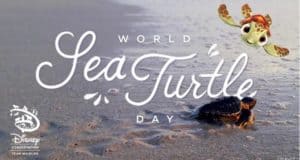 Celebrate World Sea Turtle Day with a baby sea turtle on the sand and a fan-favorite Disney sea turtle character joining the fun.