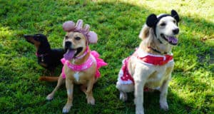 Three dogs on the grass as park guests—two in pink, playful costumes and one black and brown pup joining the festivities costume-free.