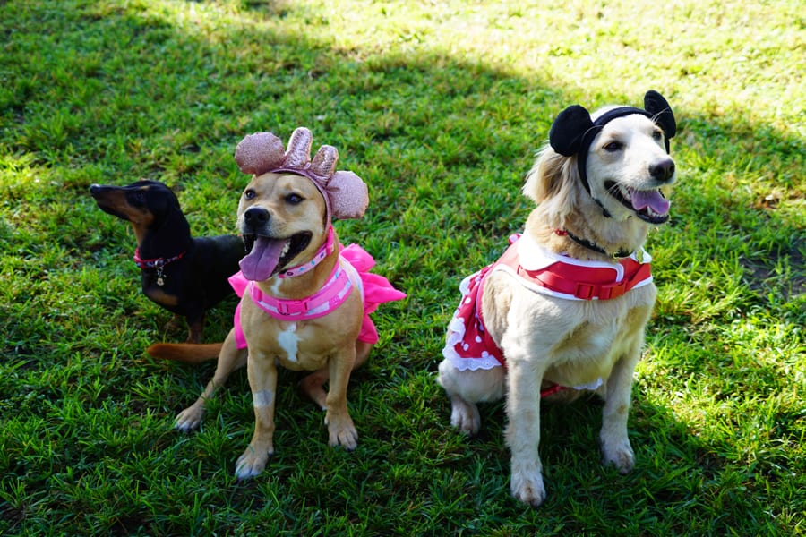 Three dogs on the grass as park guests—two in pink, playful costumes and one black and brown pup joining the festivities costume-free.