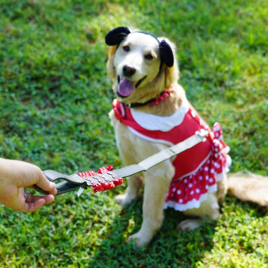 A fashionable pup in a red dress poses on the grass, ready for International Dog Day festivities at the theme park.