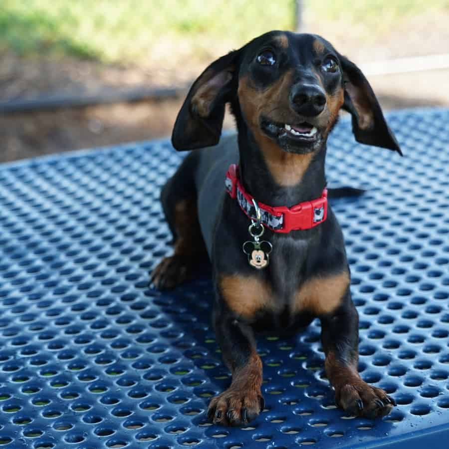 Adorable dachshund in a red collar beams up from a vibrant blue table, ready for tail-wagging fun at your theme park adventure!.