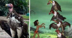 A real vulture stands nearby as Disney's Jungle Book vultures and Mowgli celebrate Vulture Awareness Day in classic animated style.