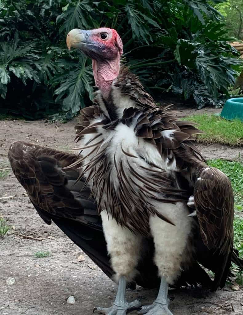 A majestic vulture with ruffled feathers stands in lush landscaping, ready to wow wildlife fans on Vulture Awareness Day.