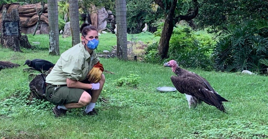 A masked wildlife ambassador crouches on the grass beside a majestic vulture in lush park surroundings for Vulture Awareness Day.