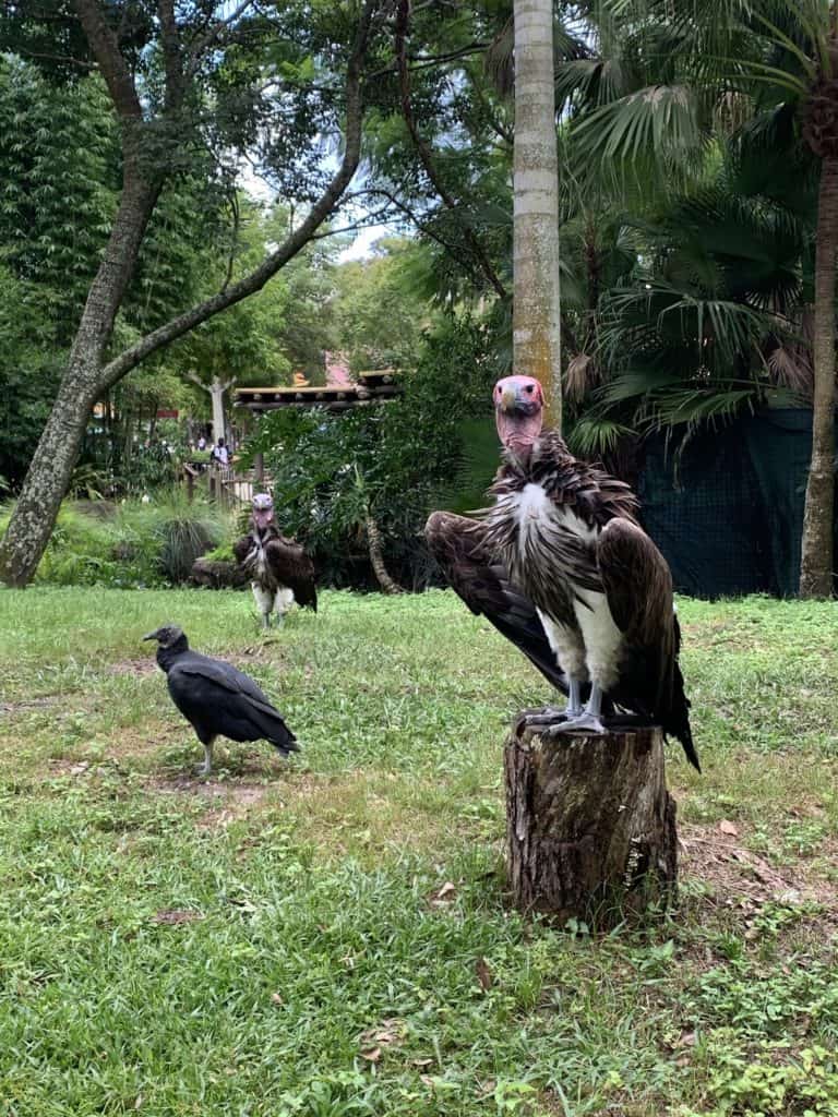 Three Disney-style vultures perch on grass and a stump in a vibrant woodland, ready for Vulture Awareness Day festivities.