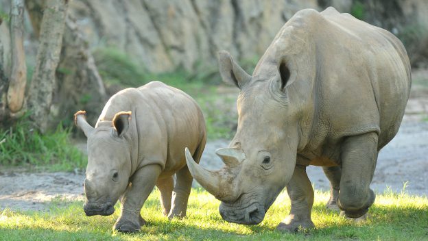 rhino-kilimanjaro
