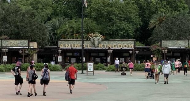 People walk toward the entrance of Disney’s Animal Kingdom, with the park sign and lush greenery visible in the background. The scene is lively with groups and families heading inside.