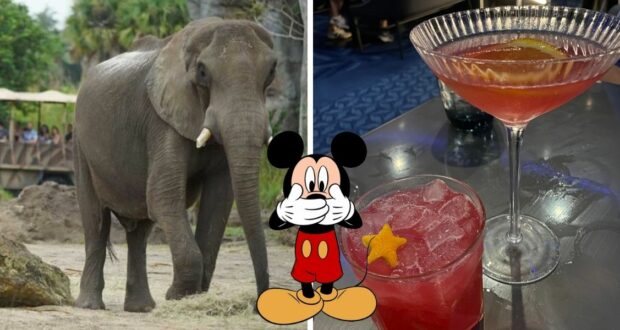 elephant-drunk