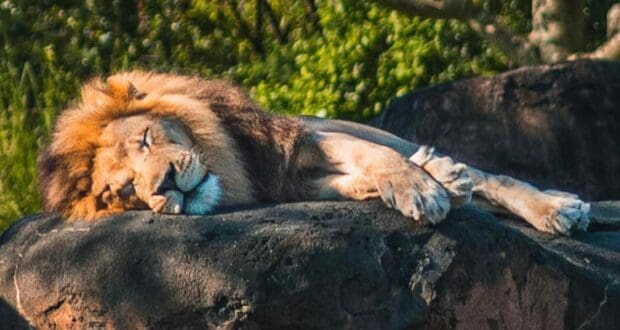 lion animal kingdom