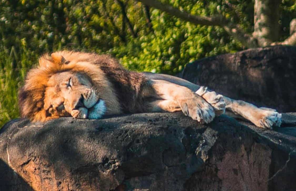 lion animal kingdom