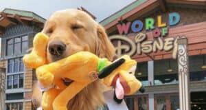 dog-disney-world