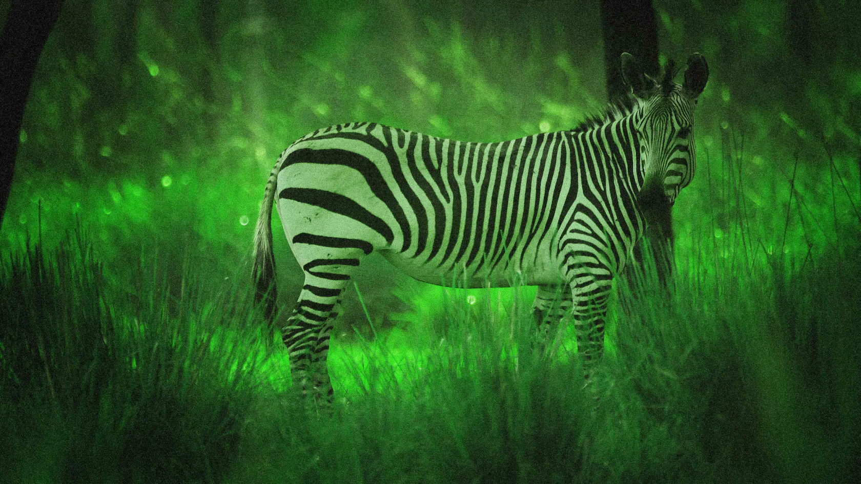 night-safari-zebra