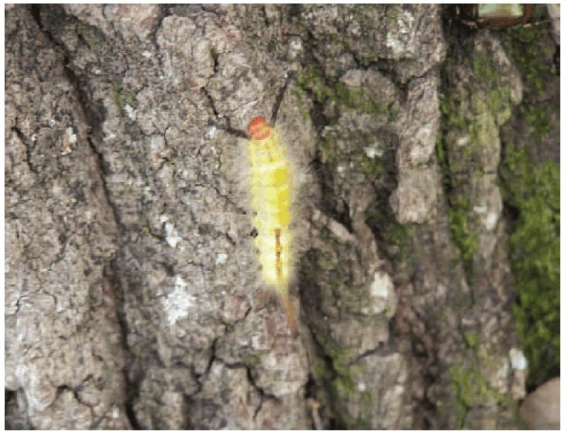 moth-caterpillar-fuzzy
