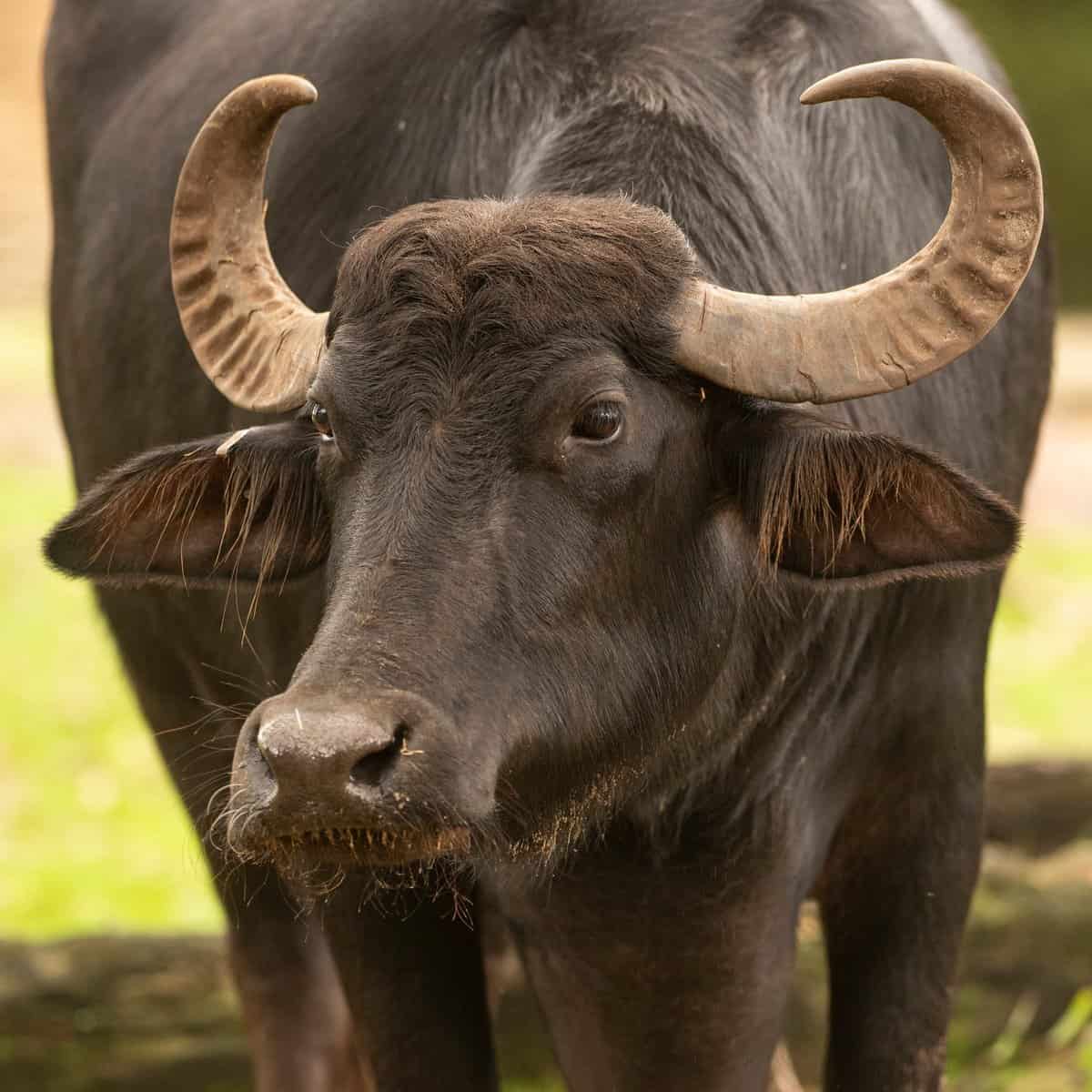 Water Buffalo, Disney's Animal Kingdom
