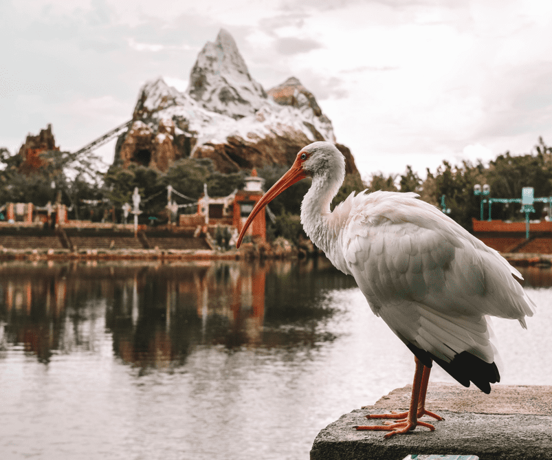 Animal Kingdom 