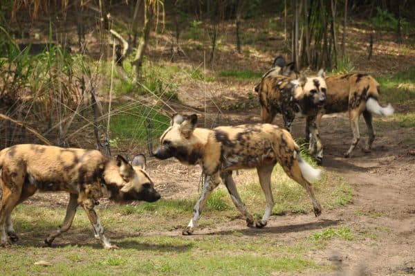 African Painted Dogs at Disney's Animal Kingdom