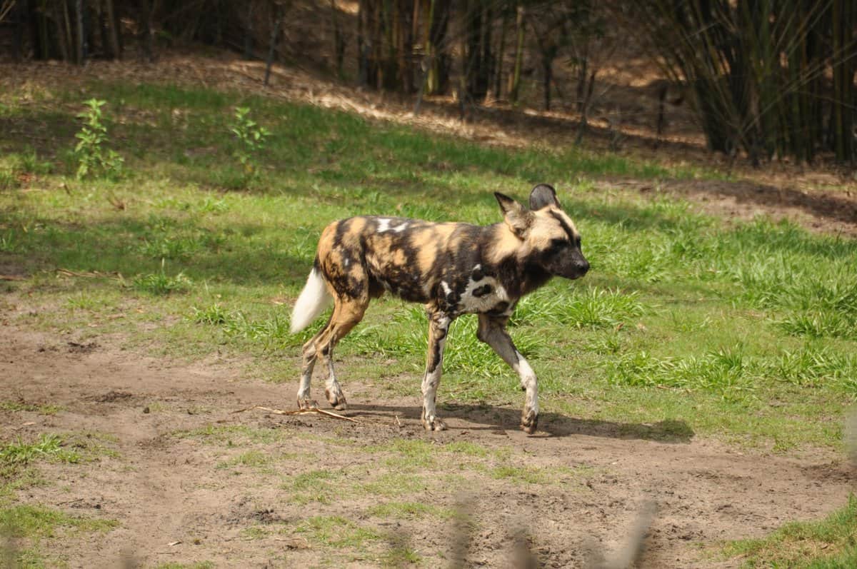 African Painted Dogs at Disney's Animal Kingdom