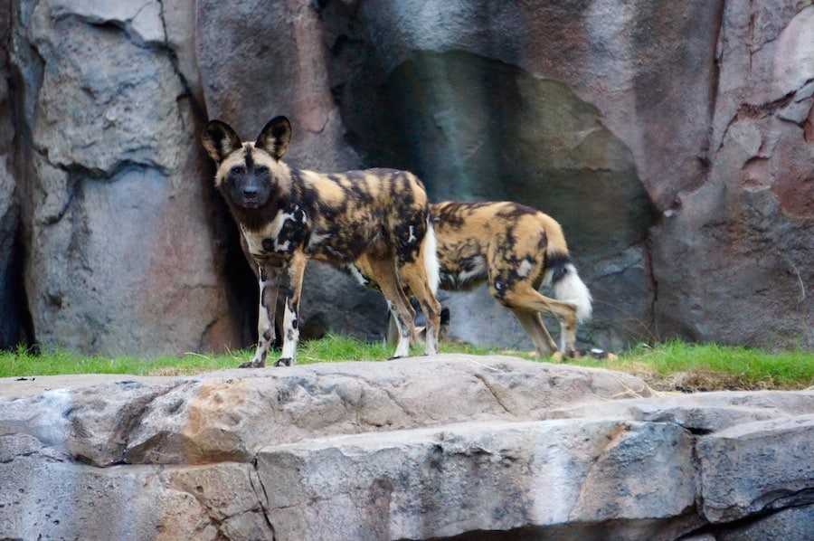 African Painted Dogs at Disney's Animal Kingdom