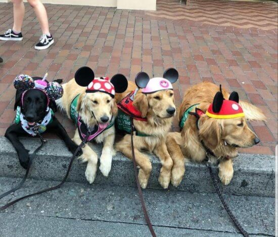 disney-service-dogs