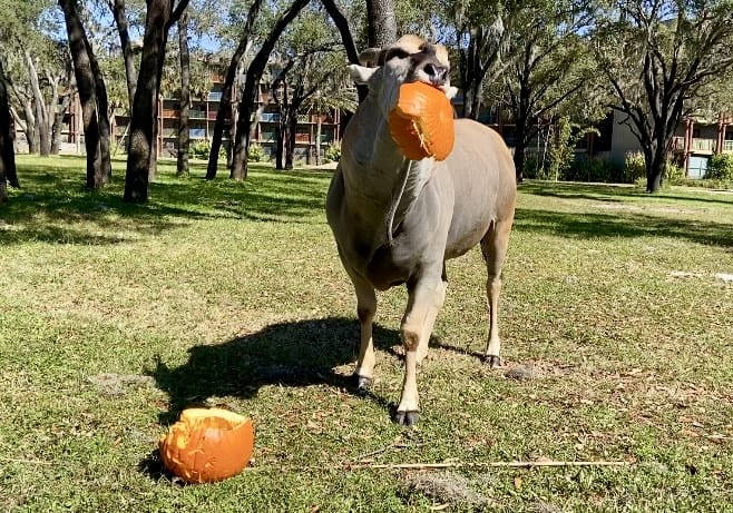 Disney's Animal Kingdom Halloween