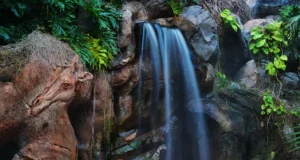 animal kingdom