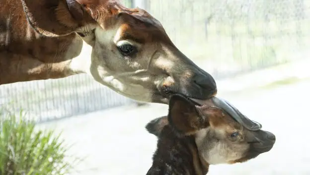 Okapi at Disney's Animal Kingdom Lodge