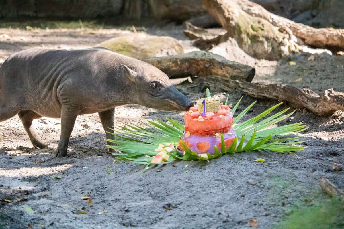 Nutmeg the babirusa piglet in Disney's Animal Kingdom