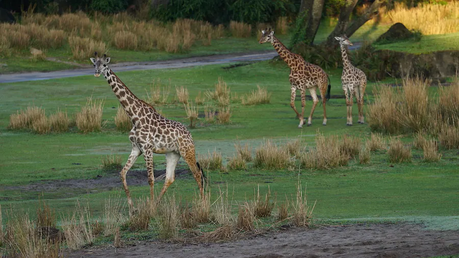 Giraffes at Disney's Animal Kingdom