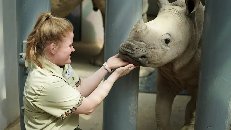 Magic of Disney's Animal Kingdom