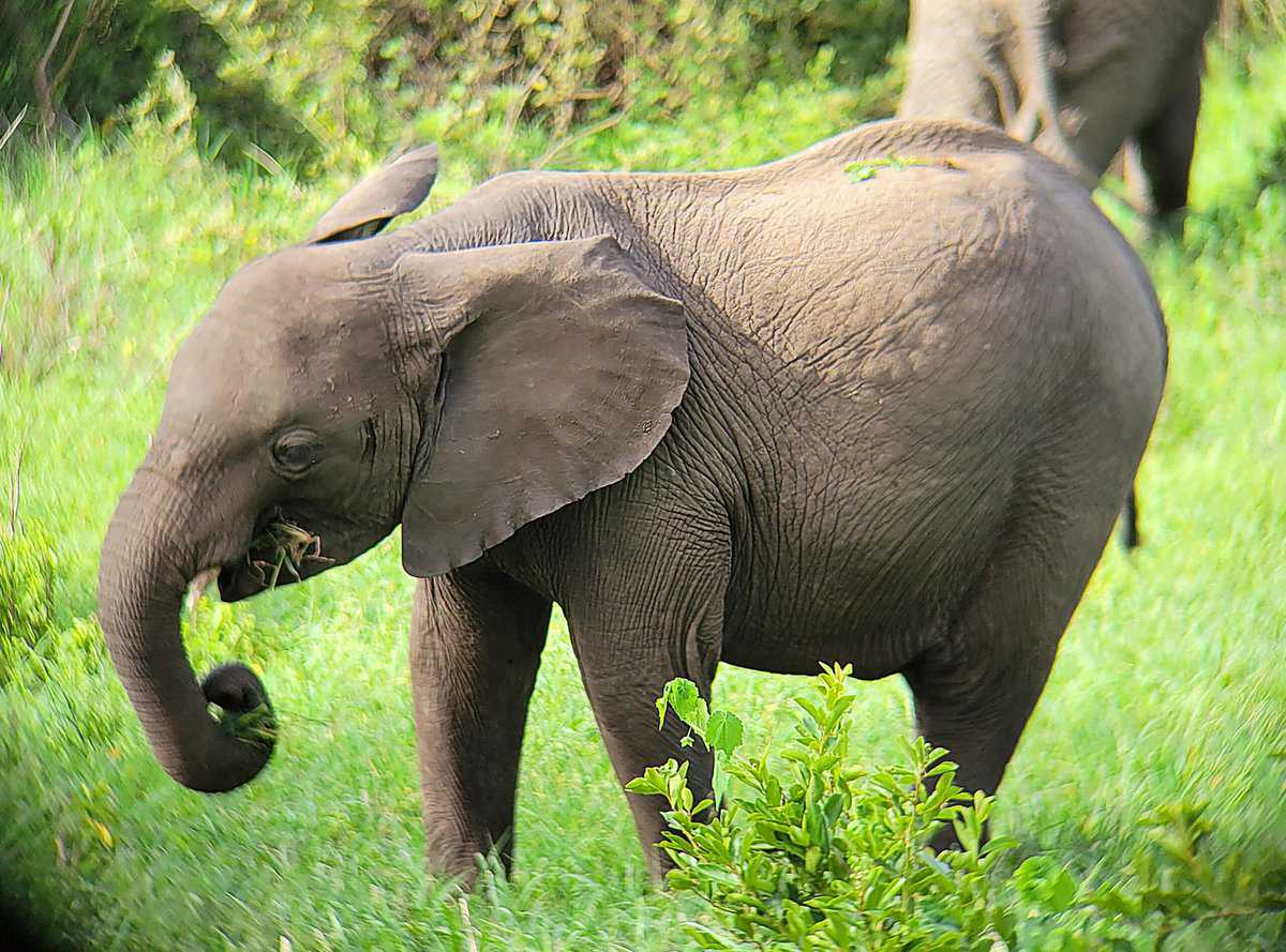 elephant safari