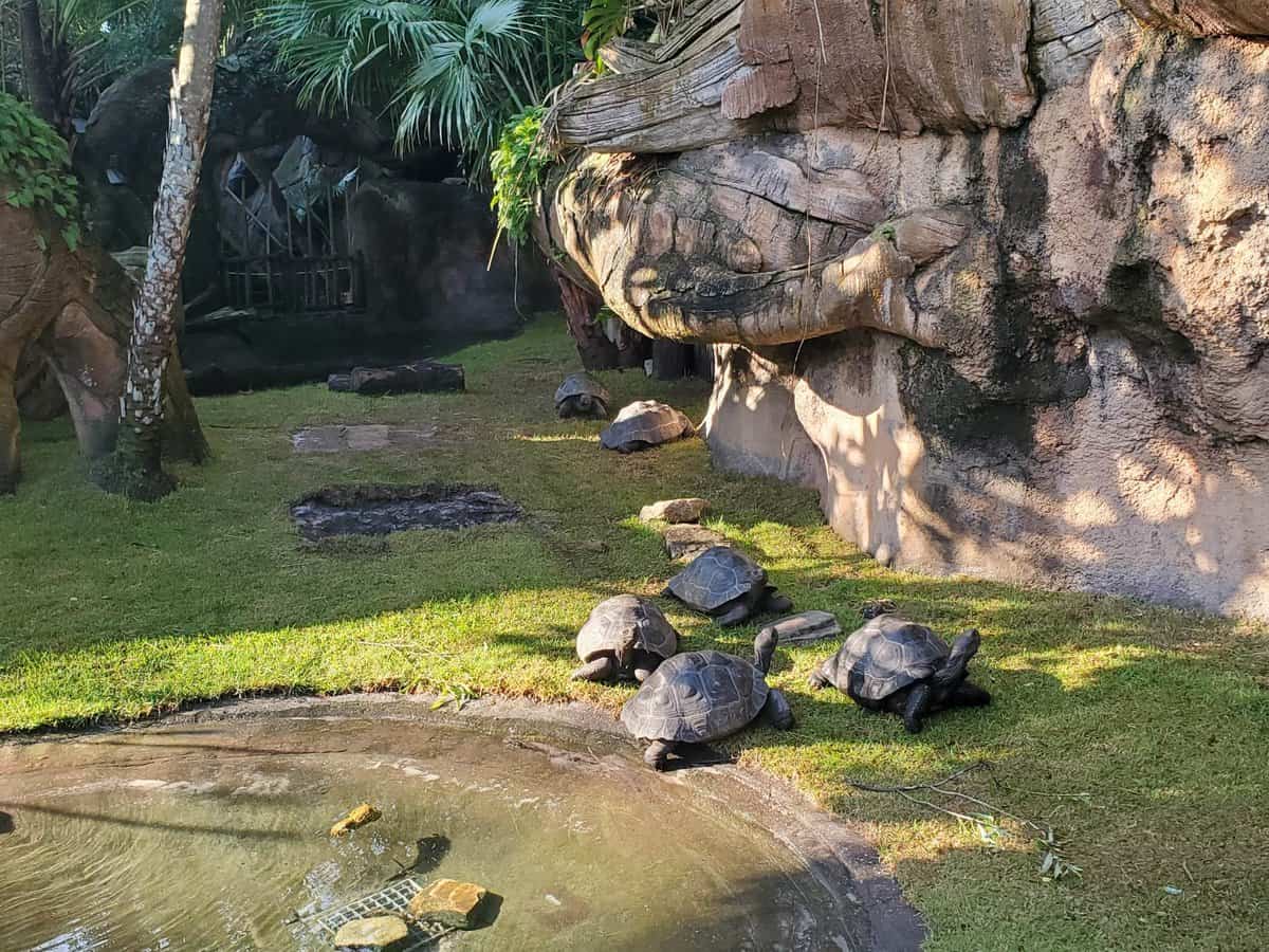 Galapagos Tortoise at Disney's Animal Kingdom