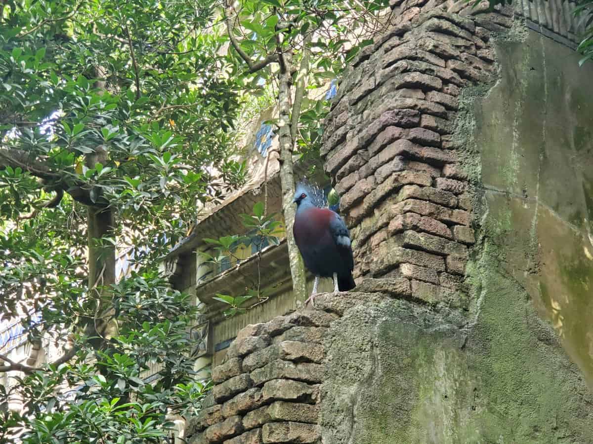 Aviary at Maharajah Jungle Trek in DIsney's Animal Kingdom