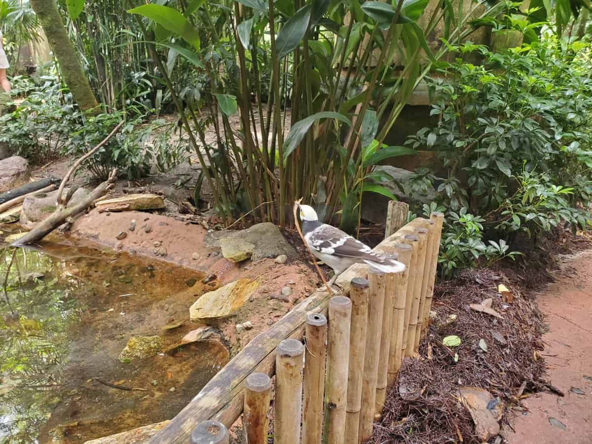 Aviary at Maharajah Jungle Trek, Disney's Animal Kingdom Theme Park