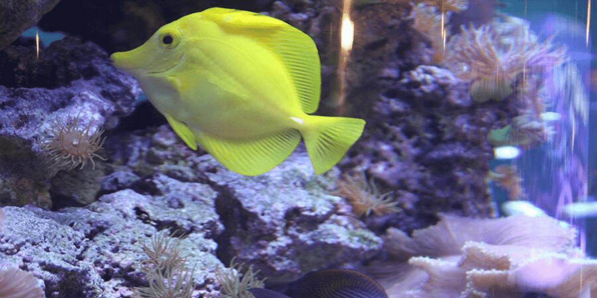 Fish at the Seas with Nemo & Friends Pavilion