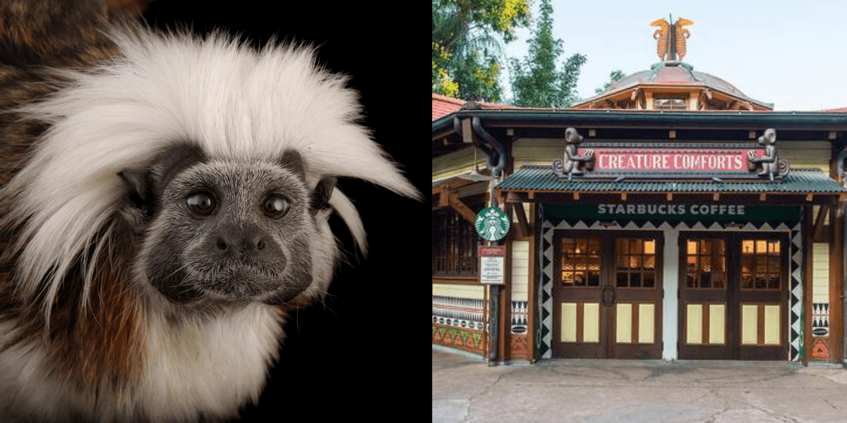 Creature Comforts Supports Tamarins